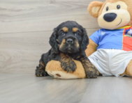 6 week old Cocker Spaniel Puppy For Sale - Seaside Pups