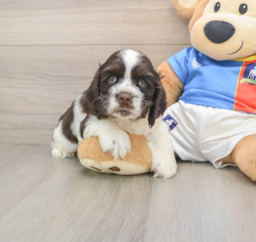 5 week old Cocker Spaniel Puppy For Sale - Seaside Pups