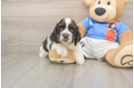 Cute Cocker Spaniel Purebred Puppy