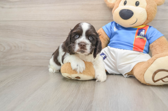 Cute Cocker Spaniel Purebred Puppy