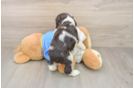 Cocker Spaniel Pup Being Cute