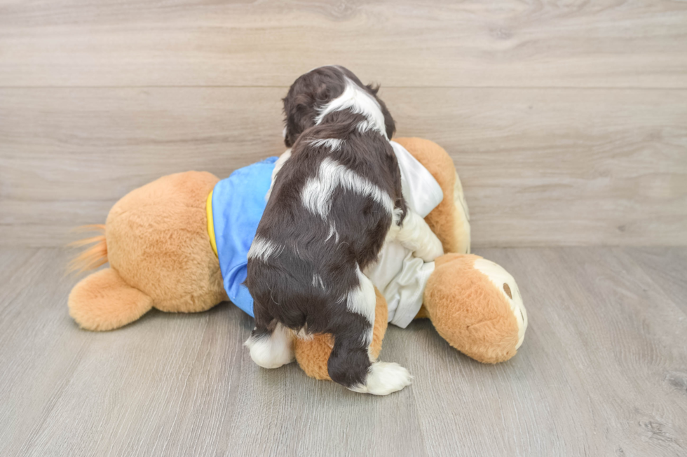 Cocker Spaniel Pup Being Cute