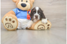 Cute Cocker Spaniel Purebred Pup