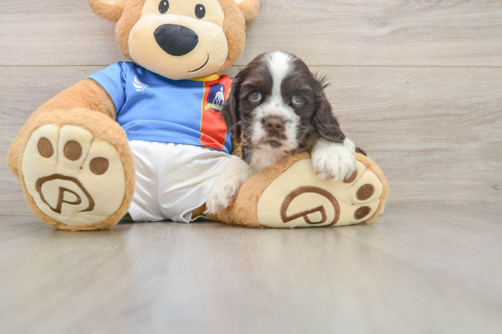 Cute Cocker Spaniel Purebred Pup