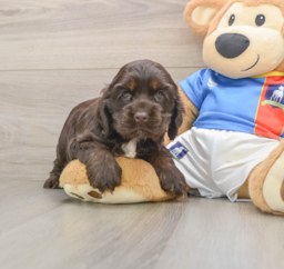 5 week old Cocker Spaniel Puppy For Sale - Seaside Pups