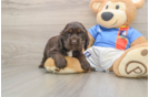 Cute Cocker Spaniel Purebred Pup