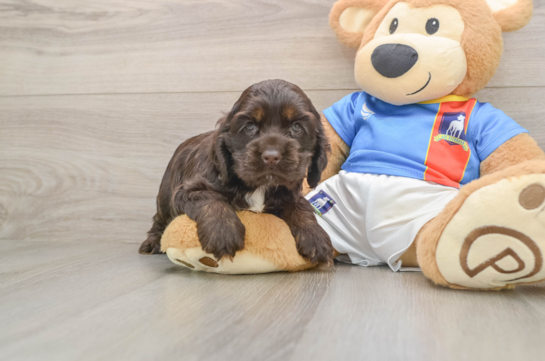 Cute Cocker Spaniel Purebred Pup