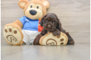 Cute Cocker Spaniel Purebred Puppy