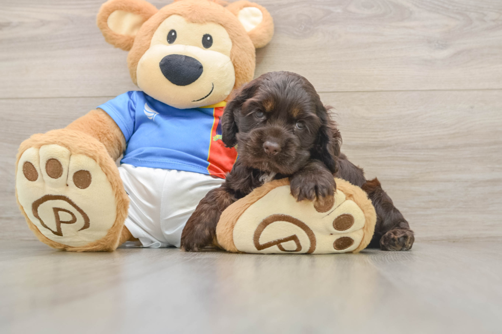 Cute Cocker Spaniel Purebred Puppy