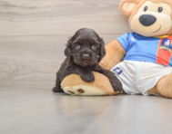 6 week old Cocker Spaniel Puppy For Sale - Seaside Pups