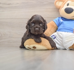 5 week old Cocker Spaniel Puppy For Sale - Seaside Pups