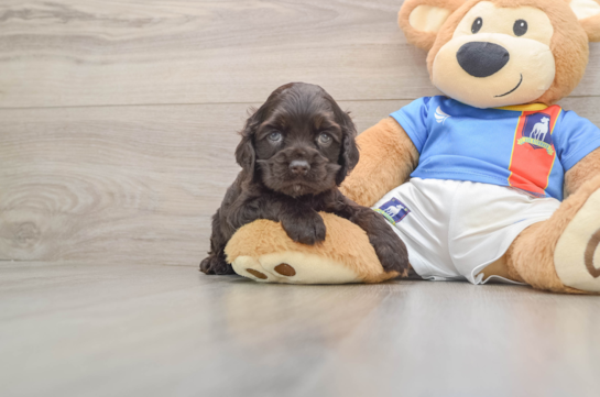 Cute Cocker Spaniel Purebred Puppy