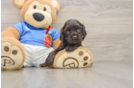 Cocker Spaniel Pup Being Cute