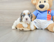 5 week old Cocker Spaniel Puppy For Sale - Seaside Pups
