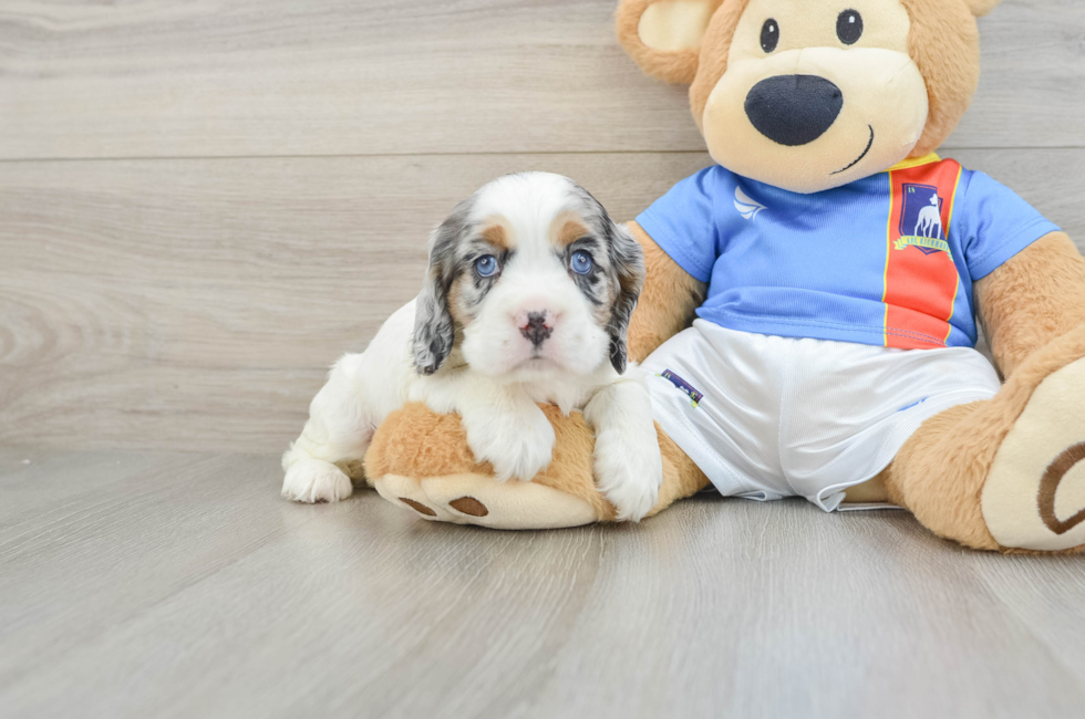 6 week old Cocker Spaniel Puppy For Sale - Seaside Pups