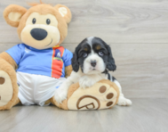 5 week old Cocker Spaniel Puppy For Sale - Seaside Pups