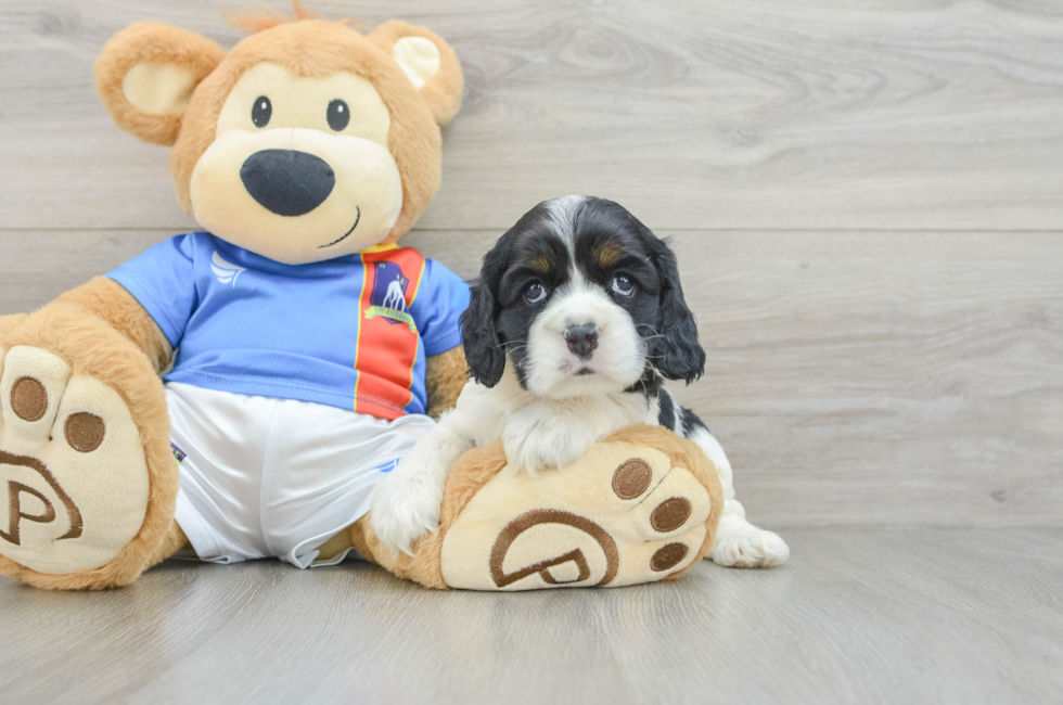 6 week old Cocker Spaniel Puppy For Sale - Seaside Pups