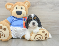 5 week old Cocker Spaniel Puppy For Sale - Seaside Pups