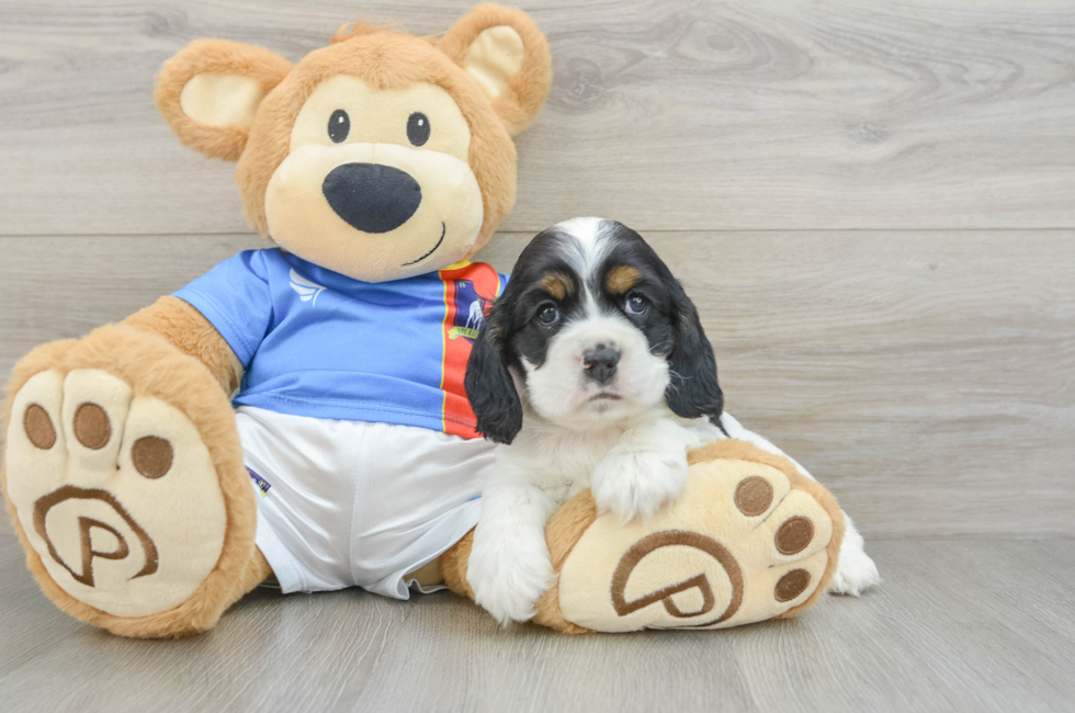 6 week old Cocker Spaniel Puppy For Sale - Seaside Pups