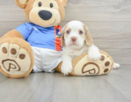 5 week old Cocker Spaniel Puppy For Sale - Seaside Pups