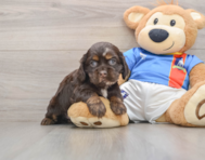5 week old Cocker Spaniel Puppy For Sale - Seaside Pups