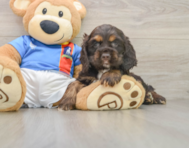 8 week old Cocker Spaniel Puppy For Sale - Seaside Pups
