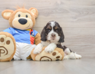 5 week old Cocker Spaniel Puppy For Sale - Seaside Pups