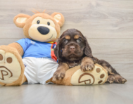 7 week old Cocker Spaniel Puppy For Sale - Seaside Pups