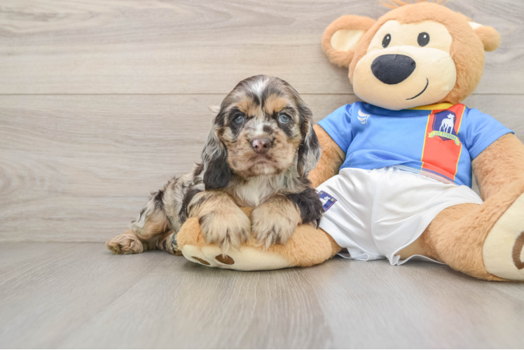 Best Cocker Spaniel Baby