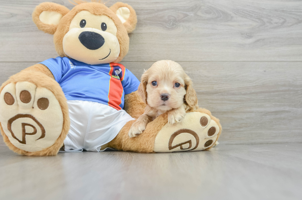 6 week old Cocker Spaniel Puppy For Sale - Seaside Pups