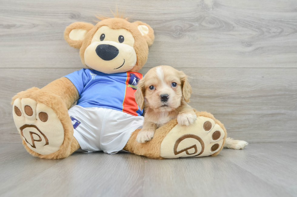 6 week old Cocker Spaniel Puppy For Sale - Seaside Pups