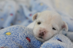 Havanese Being Cute