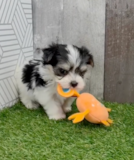 Cute Maltiyork Designer Pup