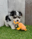 Cute Maltiyork Designer Pup