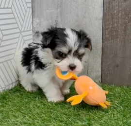 Yortese Puppies For Sale - Seaside Pups