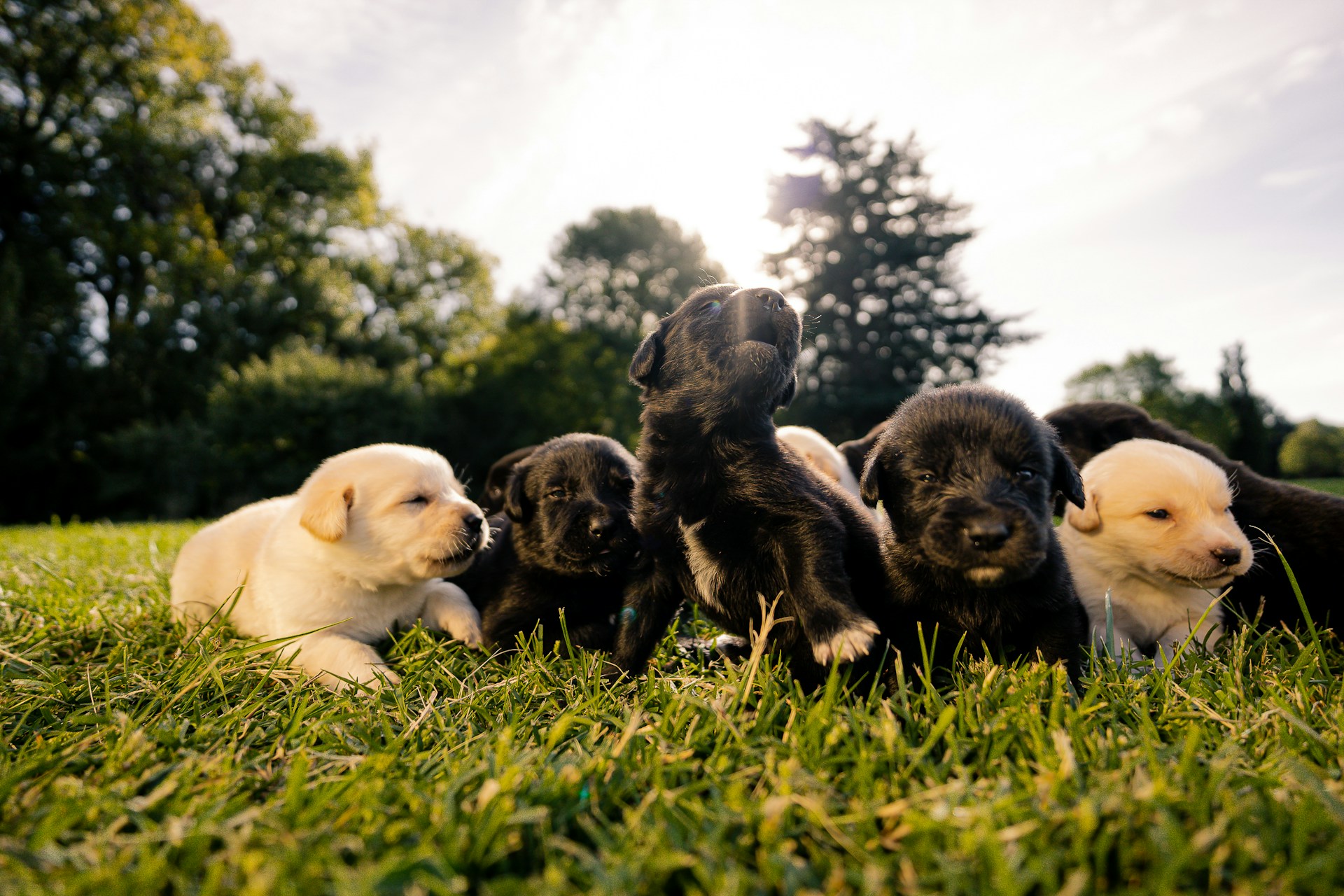 golden and black puppies all together in grass cuddled up - seaside pups