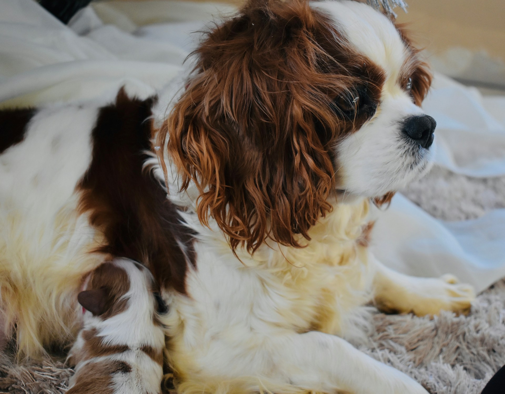 a cavalier king charles spaniel mother nursing her puppy - seaside pups
