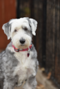 Cute Sheep Dog Poodle Mix Pup