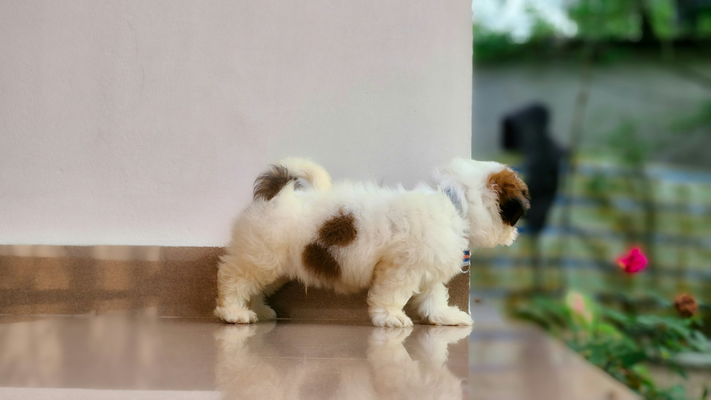 a teddy bear puppy - 5 weeks old - first weeks at seaside pups