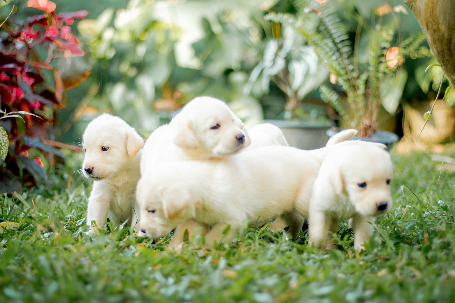 white puppies playing in grass - seaside pups