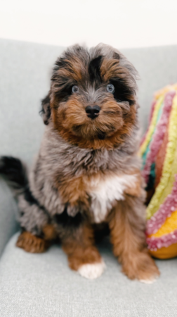 Seaside Pups Cute Puppy