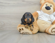 6 week old Dachshund Puppy For Sale - Seaside Pups
