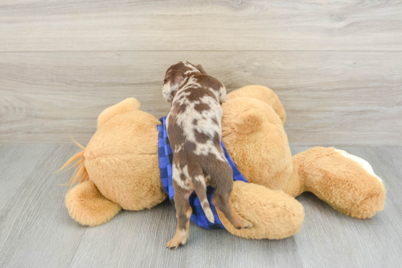 Meet Abigail - our Dachshund Puppy Photo 2/3 - Seaside Pups
