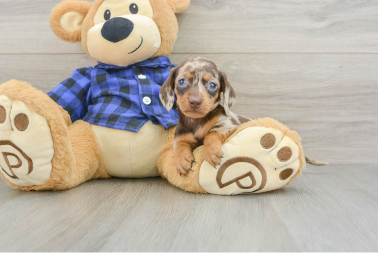 Cute Dachshund Baby