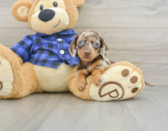 7 week old Dachshund Puppy For Sale - Seaside Pups