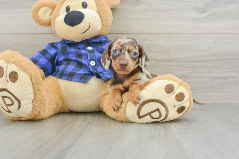 7 week old Dachshund Puppy For Sale - Seaside Pups