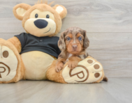 5 week old Dachshund Puppy For Sale - Seaside Pups