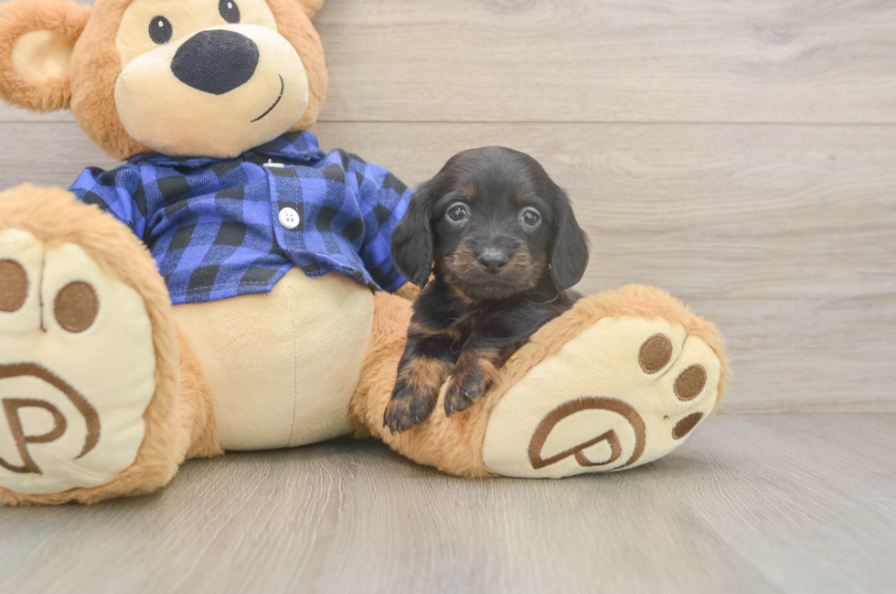5 week old Dachshund Puppy For Sale - Seaside Pups