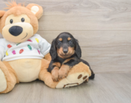 5 week old Dachshund Puppy For Sale - Seaside Pups