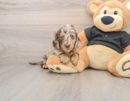 5 week old Dachshund Puppy For Sale - Seaside Pups